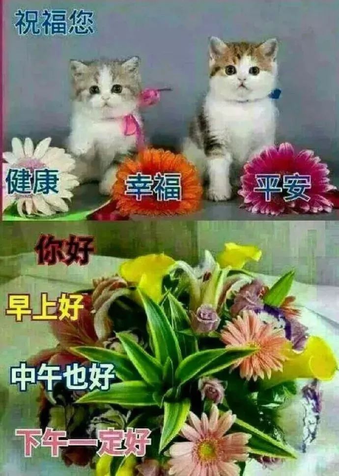 2022非常漂亮的早上好问候图片 创意好看的鲜花早上好祝福图片合集图片