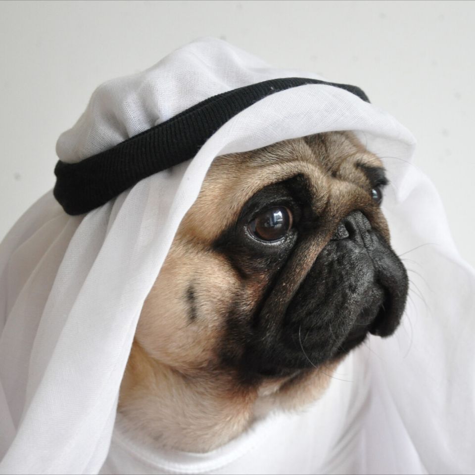 法斗犬价格巴哥犬vs法国斗牛犬