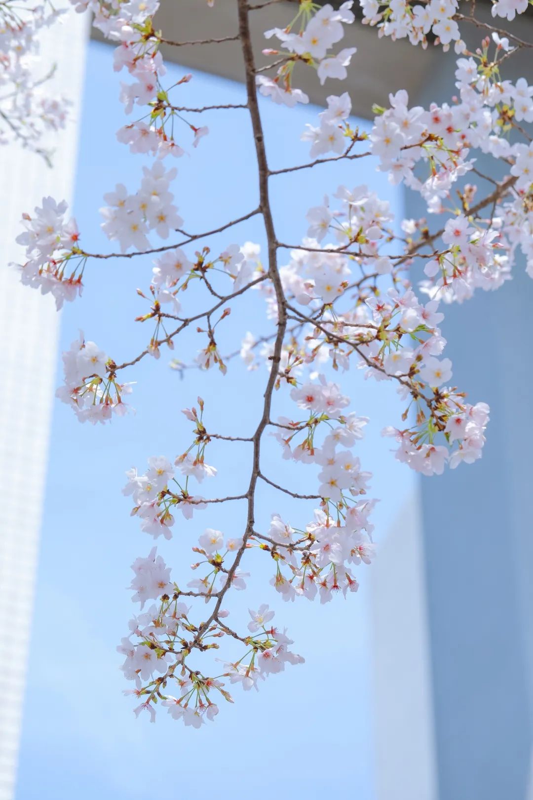 浙大樱雨，许你浪漫春光！每一张都可以做壁纸