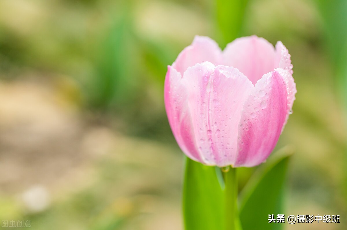 拍花的3大忌讳，破坏了照片效果，郁金香摄影的低级错误