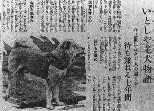 秋田犬八公的故事的主要内容，电影忠犬八公的故事简介