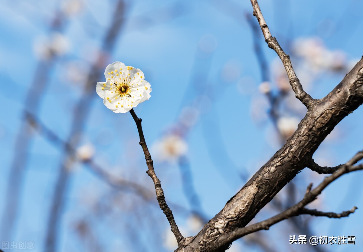 韩偓深冬梅花三首：冻白雪为伴，寒香风是媒，自向深冬著艳阳