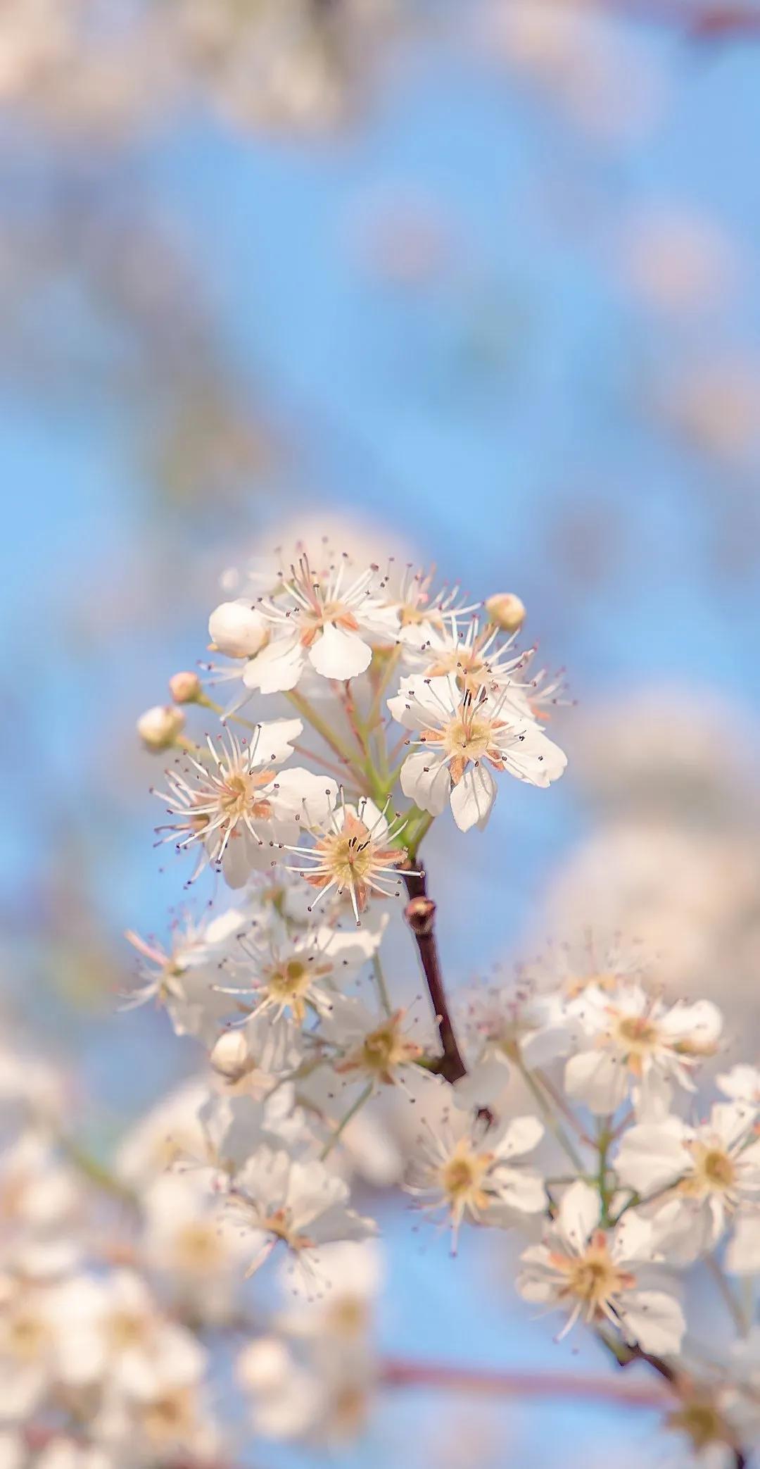 适合春天发朋友圈的句子(适合春天发朋友圈的句子搞笑) - 情书号