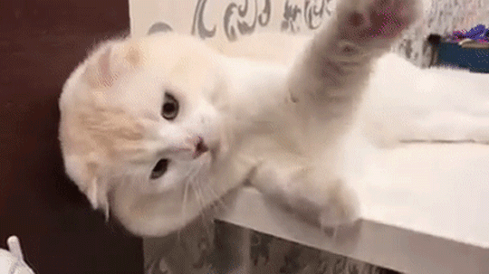 苏格兰折耳猫多少钱一只?