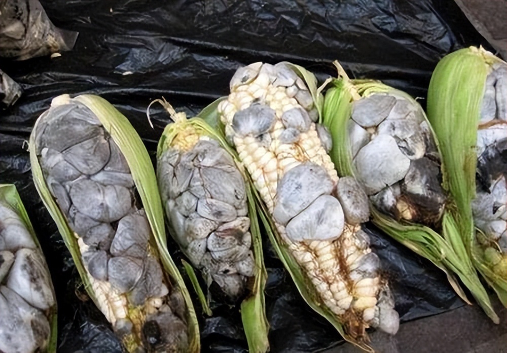 中国人不吃的玉米黑粉菌玉米黑粉菌能吃么