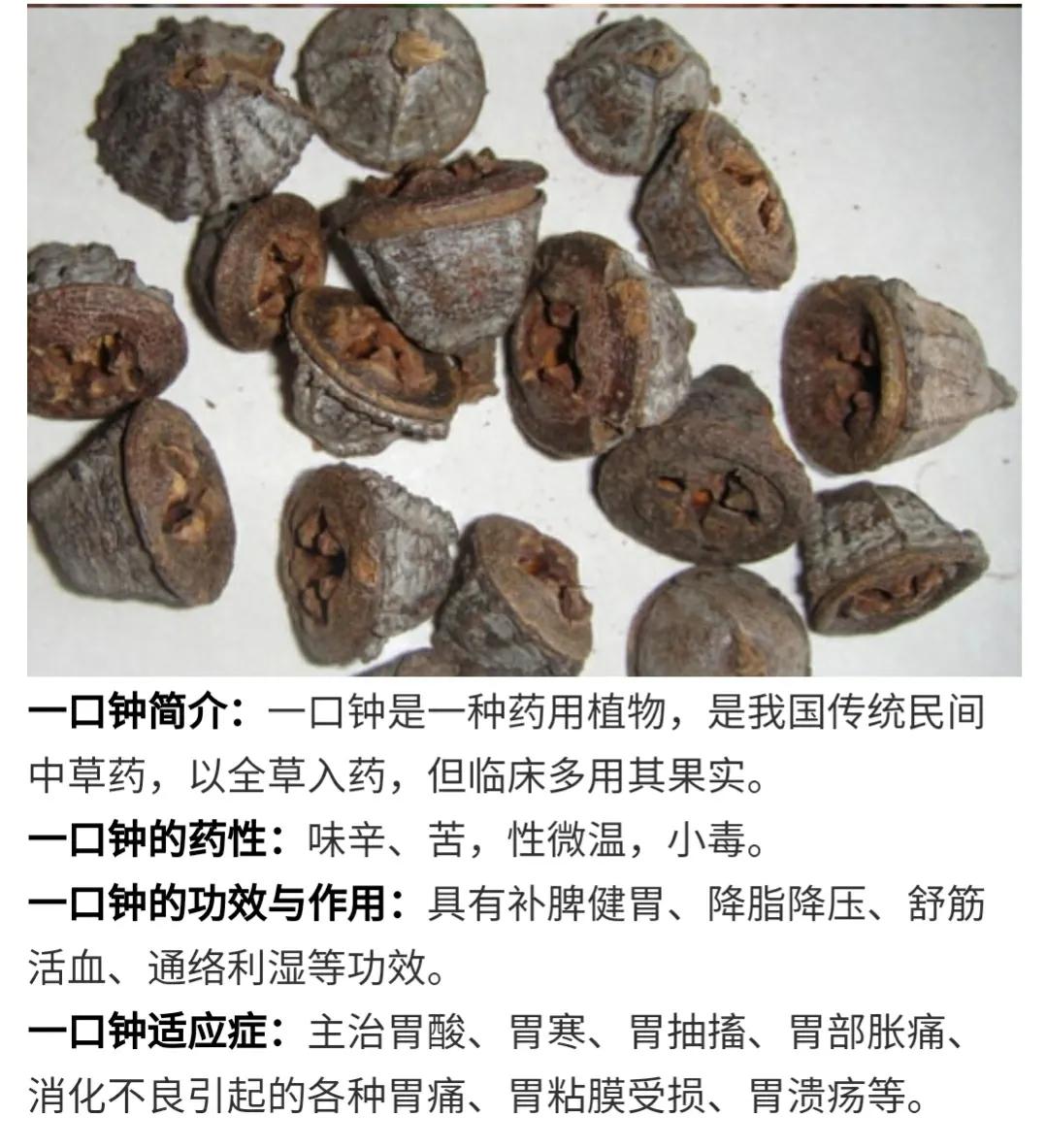 老爸被坑了,花了400元买了一斤中药材"一口钟"