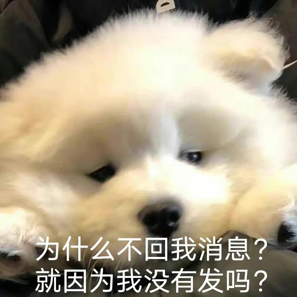 表情包为什么不回我消息？就因为我没有发吗？