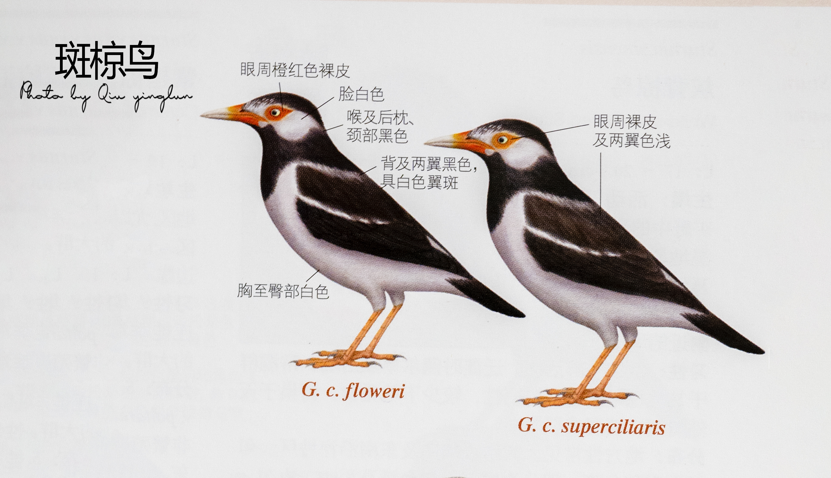 东江揽胜:鸟类观察手册(27)——雀形目之椋鸟科