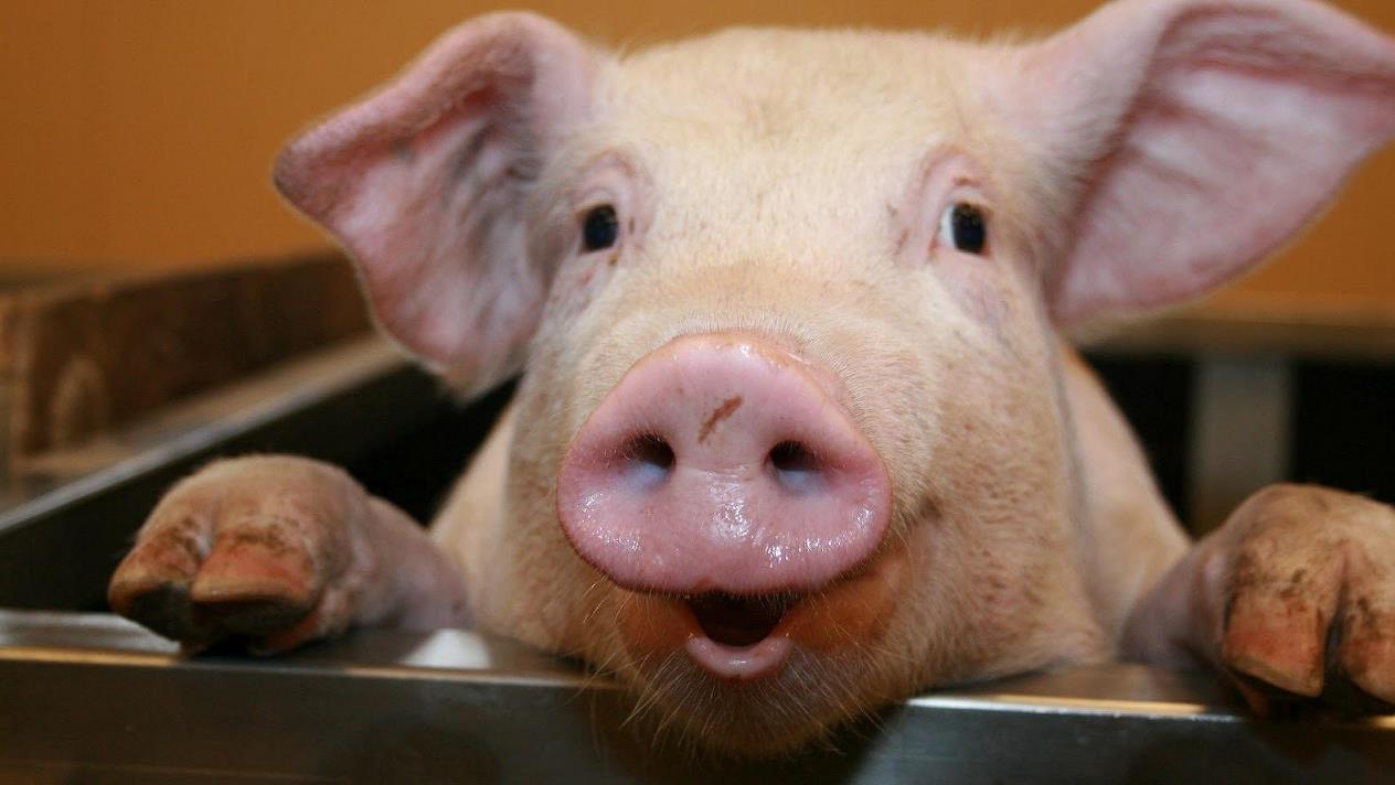 今日分享：噴霧降溫在豬場中的實踐應用