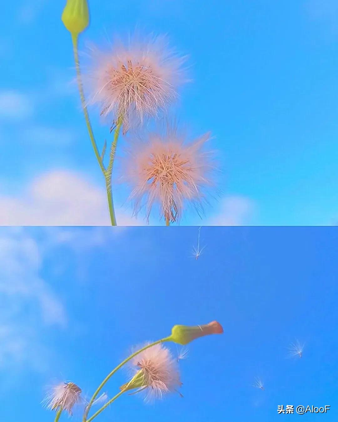 唯美 | 蒲公英 高清图