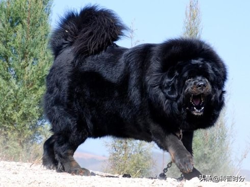 世界上凶猛的十种狗，日本土佐犬上榜，藏獒排名第二