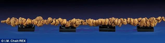 世界上最贵的十大“粪便”，猫王粘有粑粑的脏内裤价值5000英镑