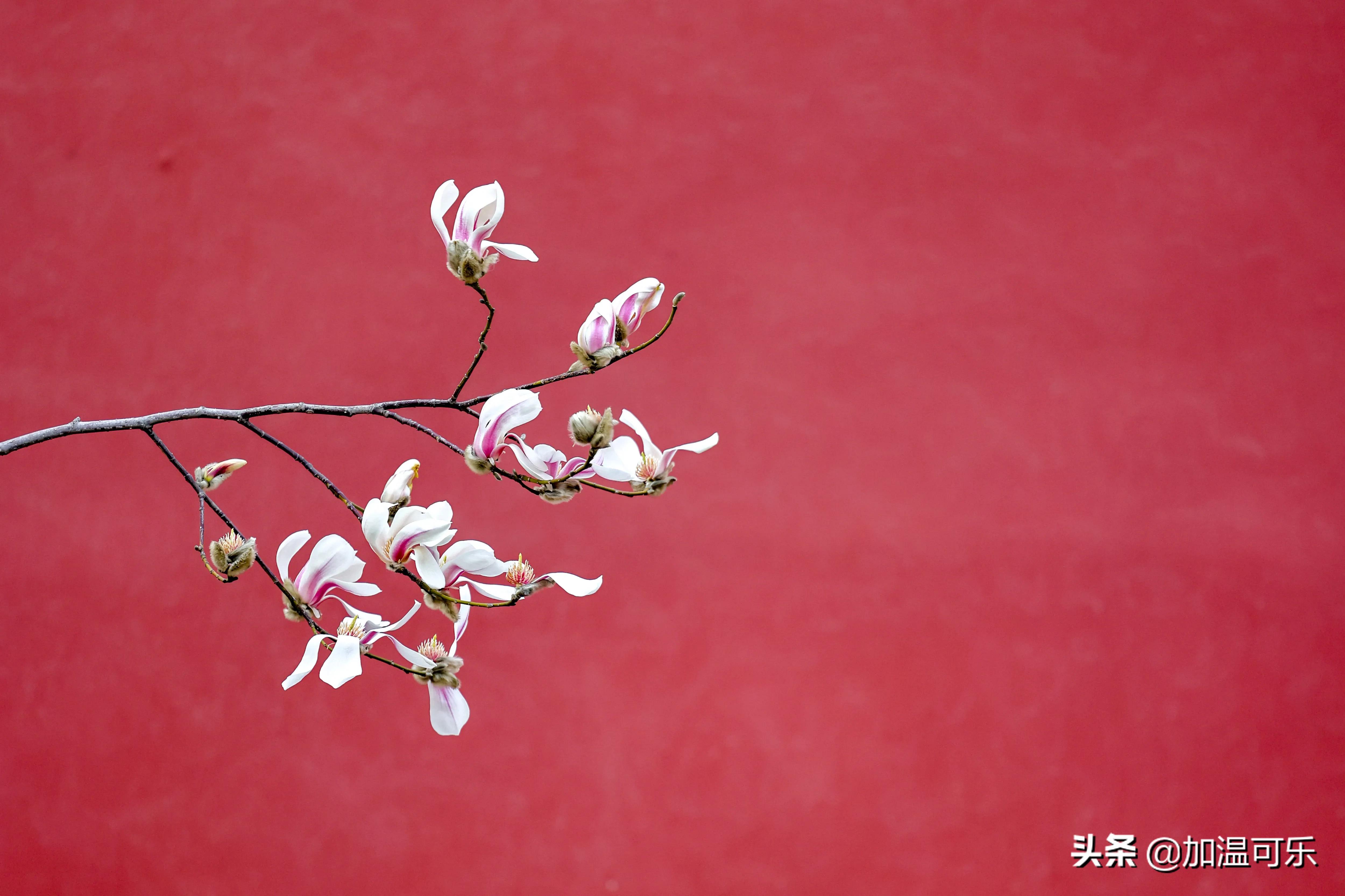 近日,北京气温升高,春暖花开,故宫宫墙外玉兰花盛开.