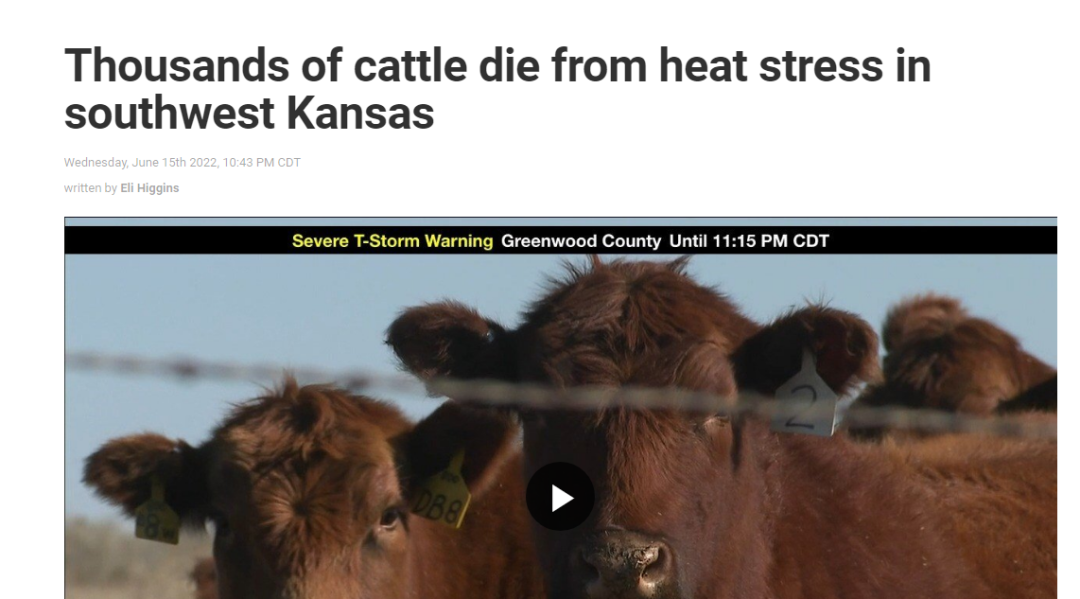 网传“美国堪萨斯州牛群被植入芯片，被集体屠杀”？纯属谣言