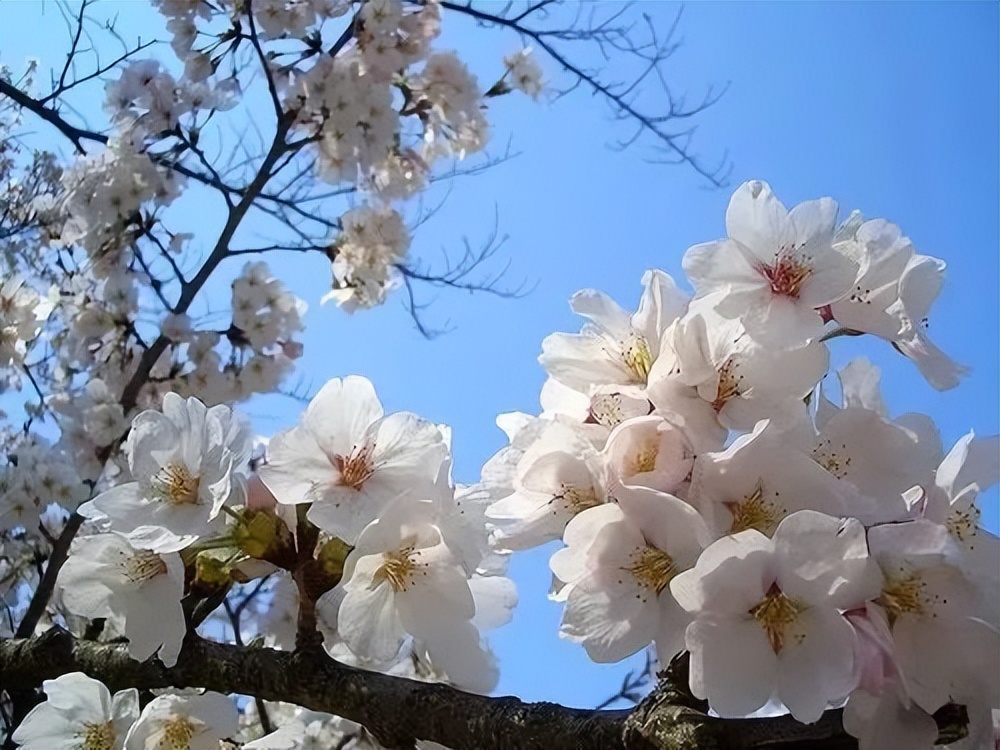 梨花有什么特点（春天出游必备识花宝典大全）