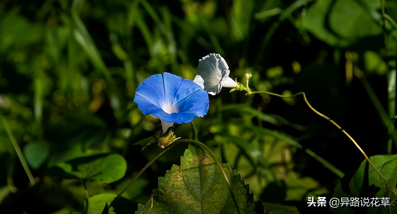 牵牛花:神奇的喇叭花,寓意"爱情永固"的爱情之花
