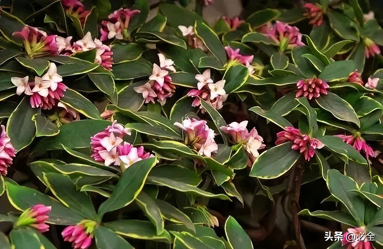 红宝石海棠（地产园林中常用的花灌木介绍）