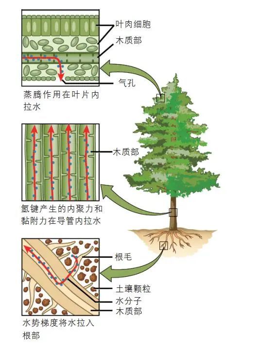 西藏发现新“树王”，高度达76.8米！树木最高能长到多少？