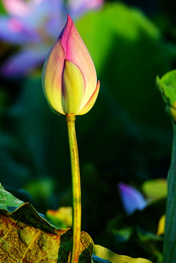 欣赏荷花含苞欲放羞人答答的意境