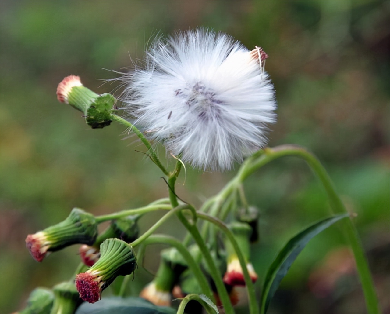 山上的野菜,这3种都像蒲公英,真假分得清吗?