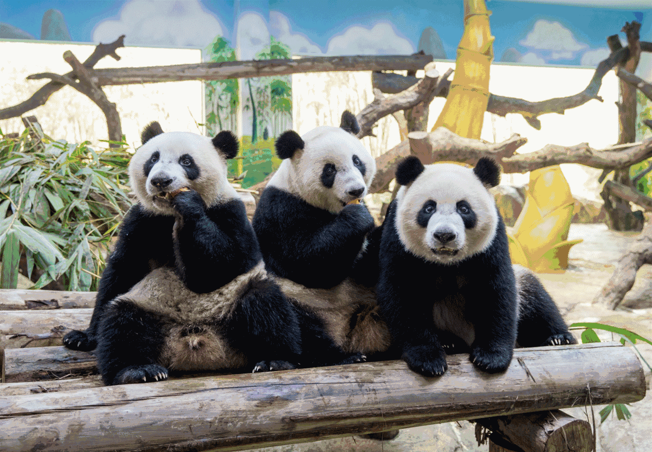 大家有多爱大熊猫？来成都看看就知道了，让人爱不释手的熊猫礼品