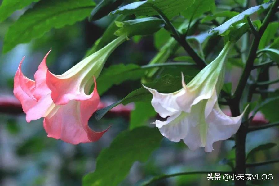 讓人産生幻覺的植物 曼陀羅 天天看點