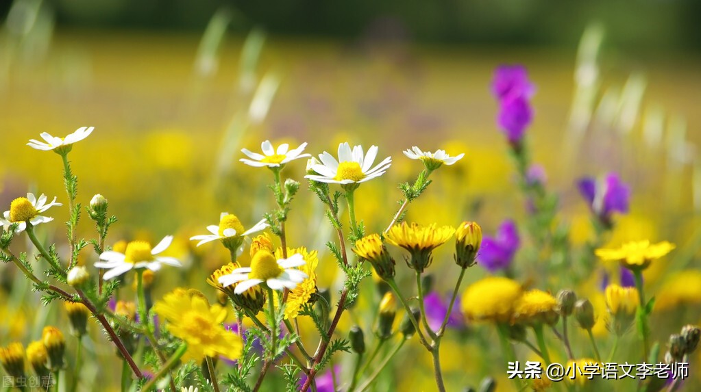 写景作文好开头、好结尾集锦，孩子写作必备素材，快收藏打印