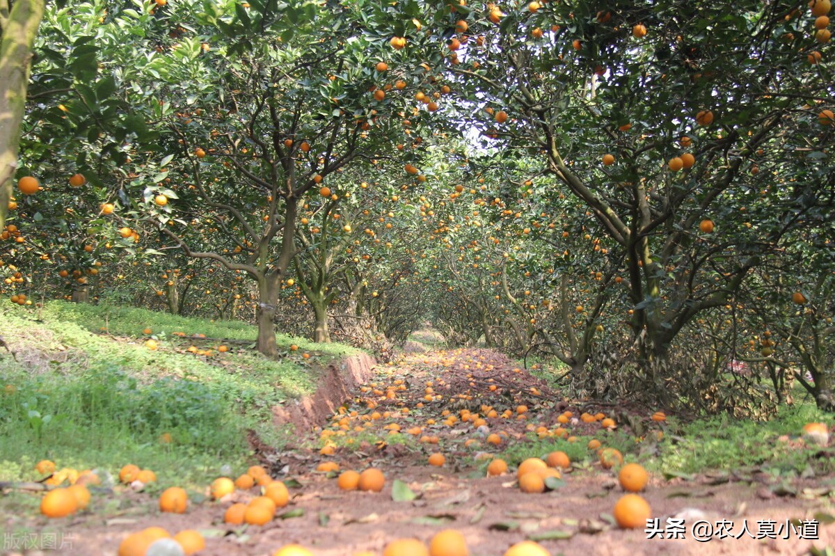 白送都滞销，广西柑橘堆积国道，你觉得根本原因是什么？