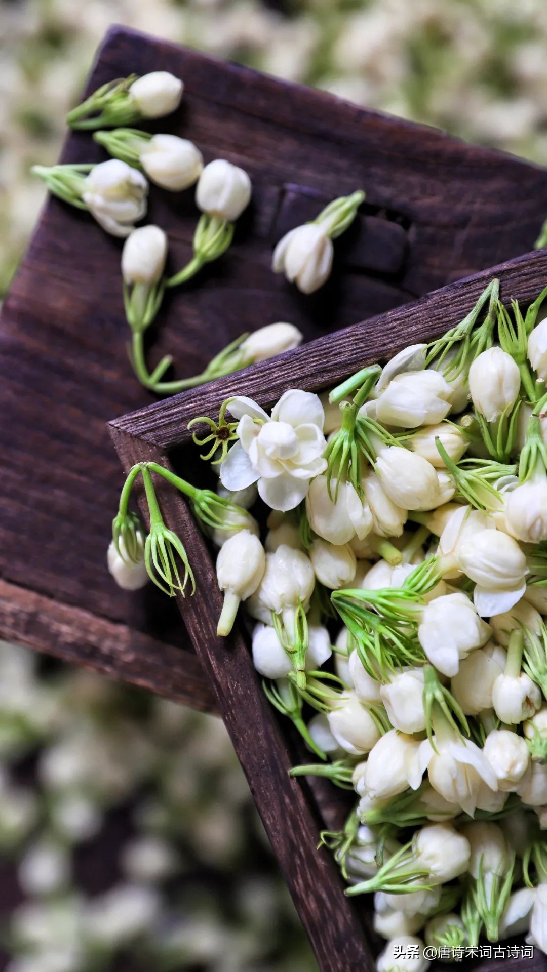 六月茉莉真是美 天天看點