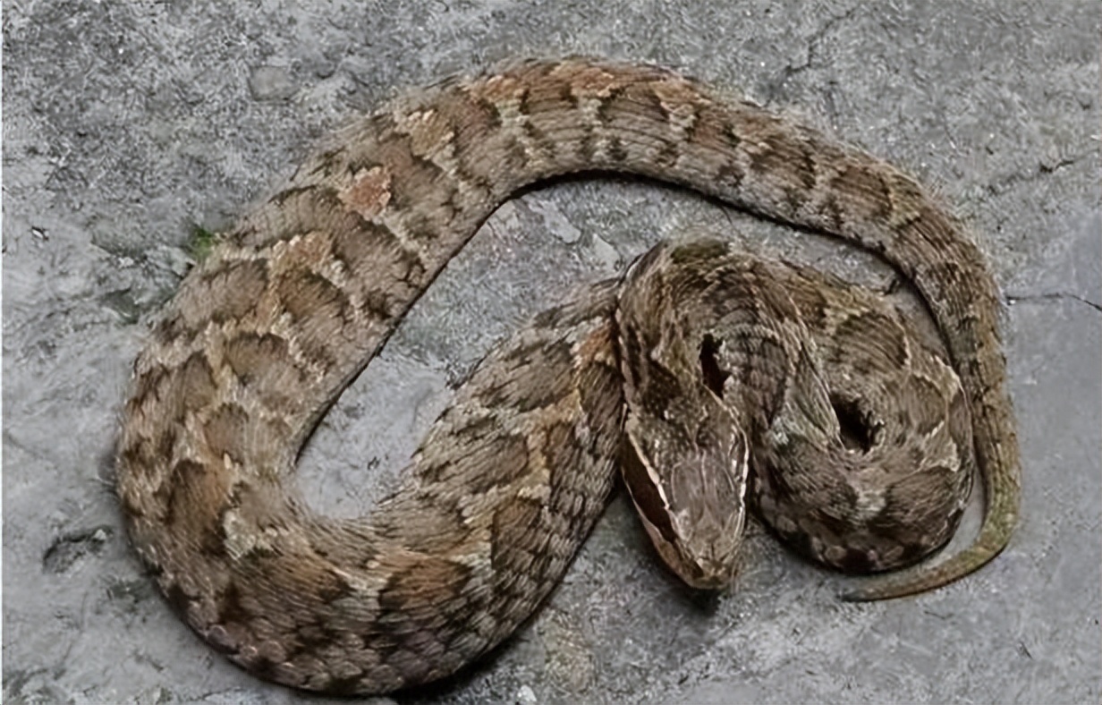 中国的十大毒蛇,你见过哪些?