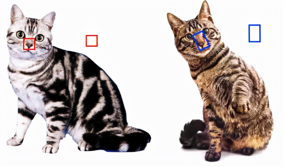 狸花猫和虎斑猫的区别（介绍狸花猫和美短猫的本质差别）