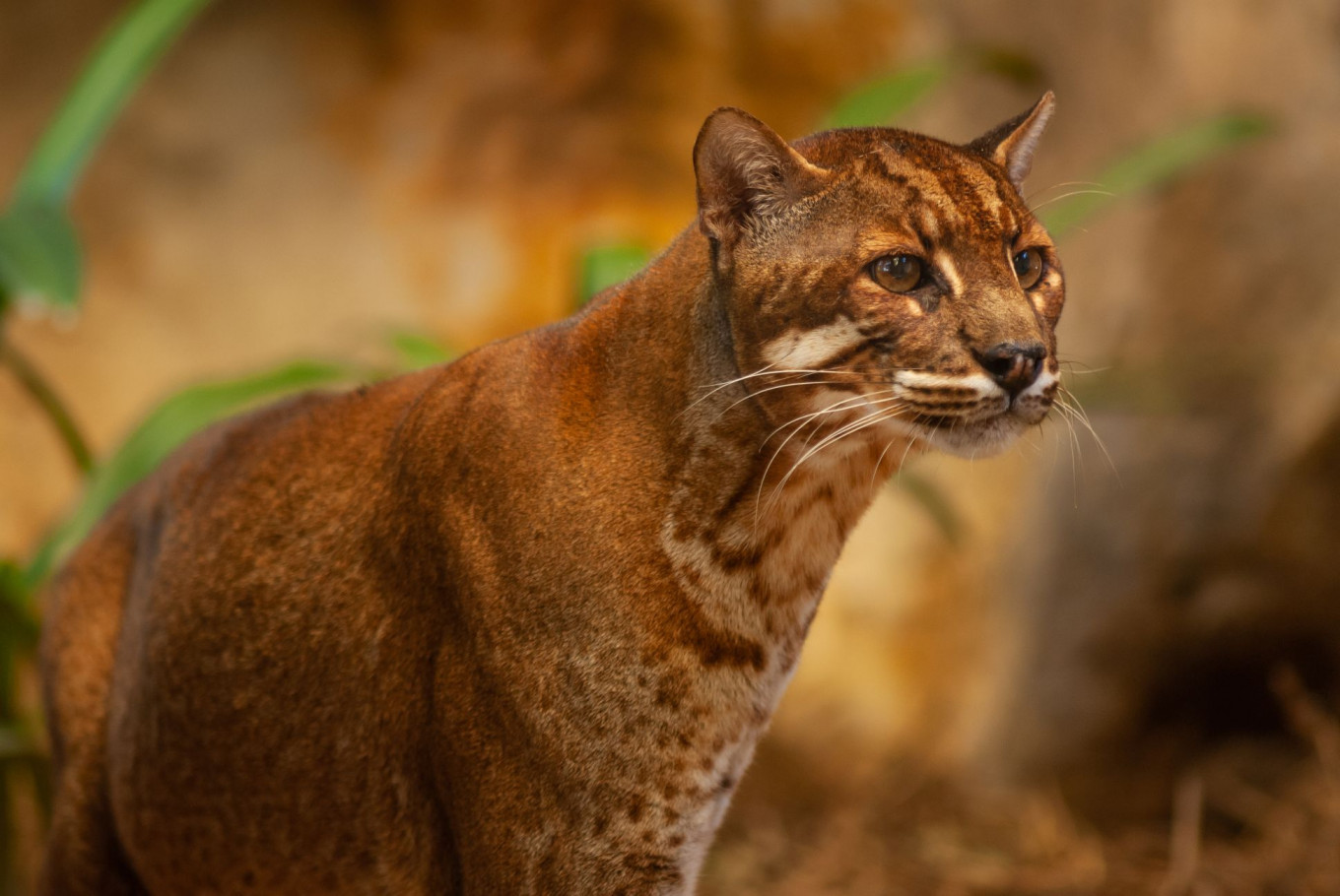 野生"彪"在广西出现,为何虎生三子,必有一彪,还弑母,杀兄?