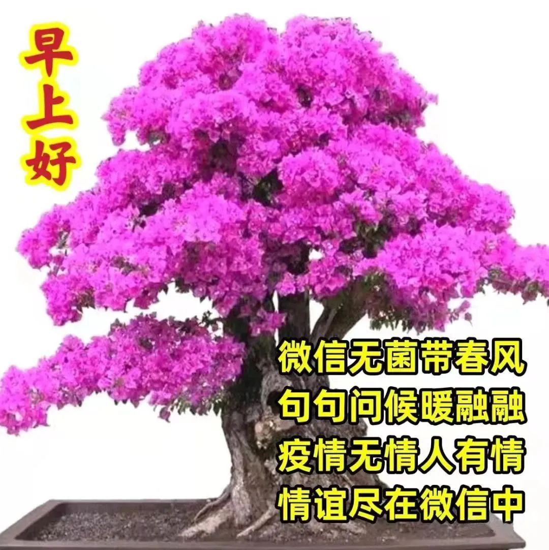 早晨问安：新的一天，祝福平安！开心快乐，保持心情愉快，早晨好