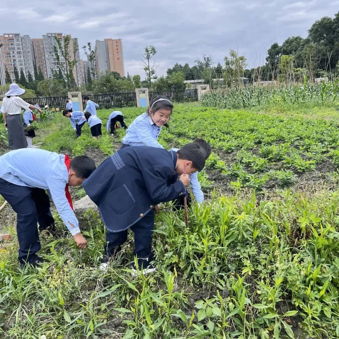 劳动挥洒五月余热 奉献迎接六月喜悦｜记实小外语校劳动系列课程