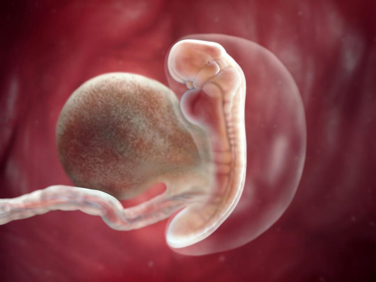 三个月胎儿发育标准图图片