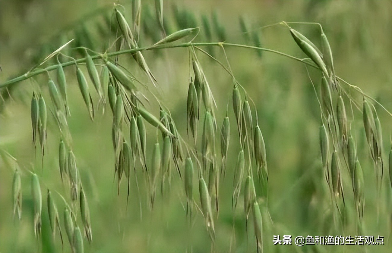 野燕麥,是小麥的主要伴生雜草,與農作物爭水肥,爭光照,爭生長空間,並