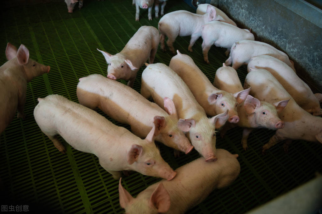 卖场，信用等级降低，集团化猪场在这波亏损中还能扛多久？