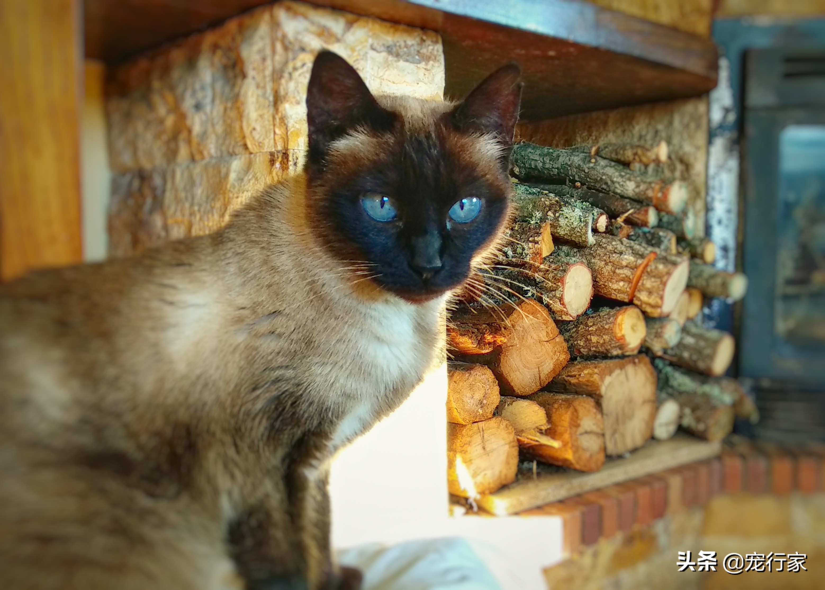 两个月大猫咪喂养指南：喂食三要点与禁忌事项