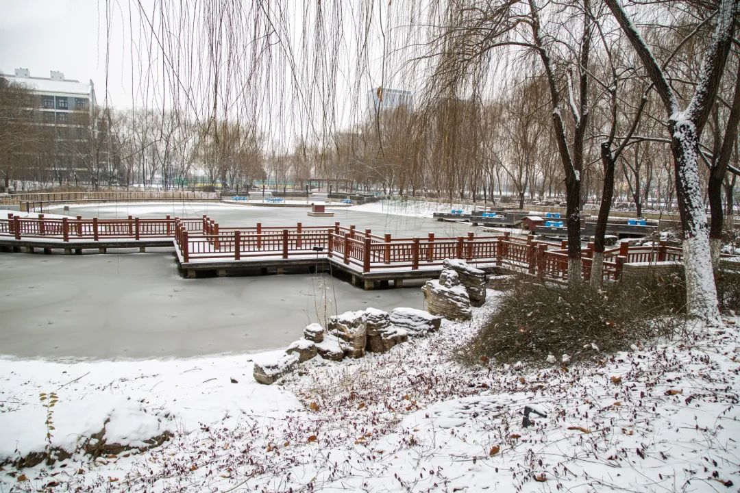 开年瑞雪，师大校园寂静如诗