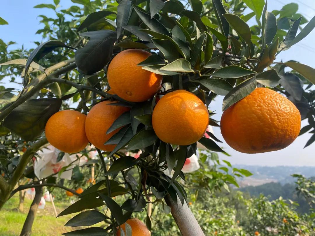 宜宾柑橘丰产季来了!"顶流"柑橘,被质疑跌落神坛? - 114货源网