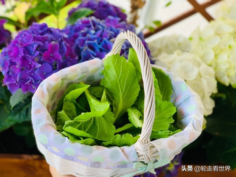 越南妈妈4㎡的小阳台，种各种蔬菜鲜花，每一个角落都美轮美奂
