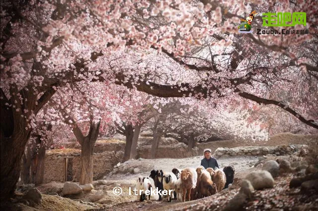 快开啦！这些地方的春景正在悄悄席卷全国，大气又美丽，别错过