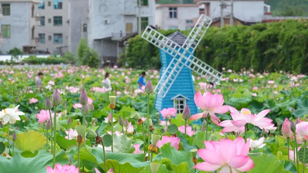 「全面推進鄉村振興」連城璧洲：夏日美景入畫來 百畝荷花漸次開