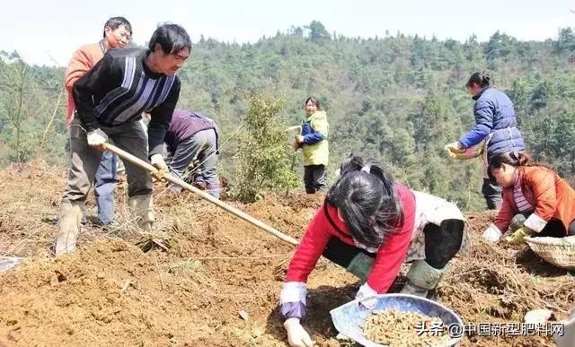 农村这些作物，明年种植，赚钱多，利润很可观，价格一直在涨