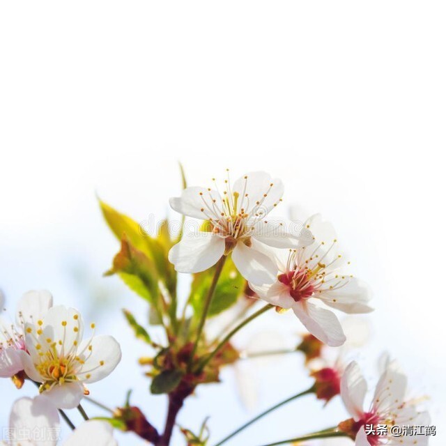 苹果树不开花的原因（7个原因精准施策让苹果树花多果多）