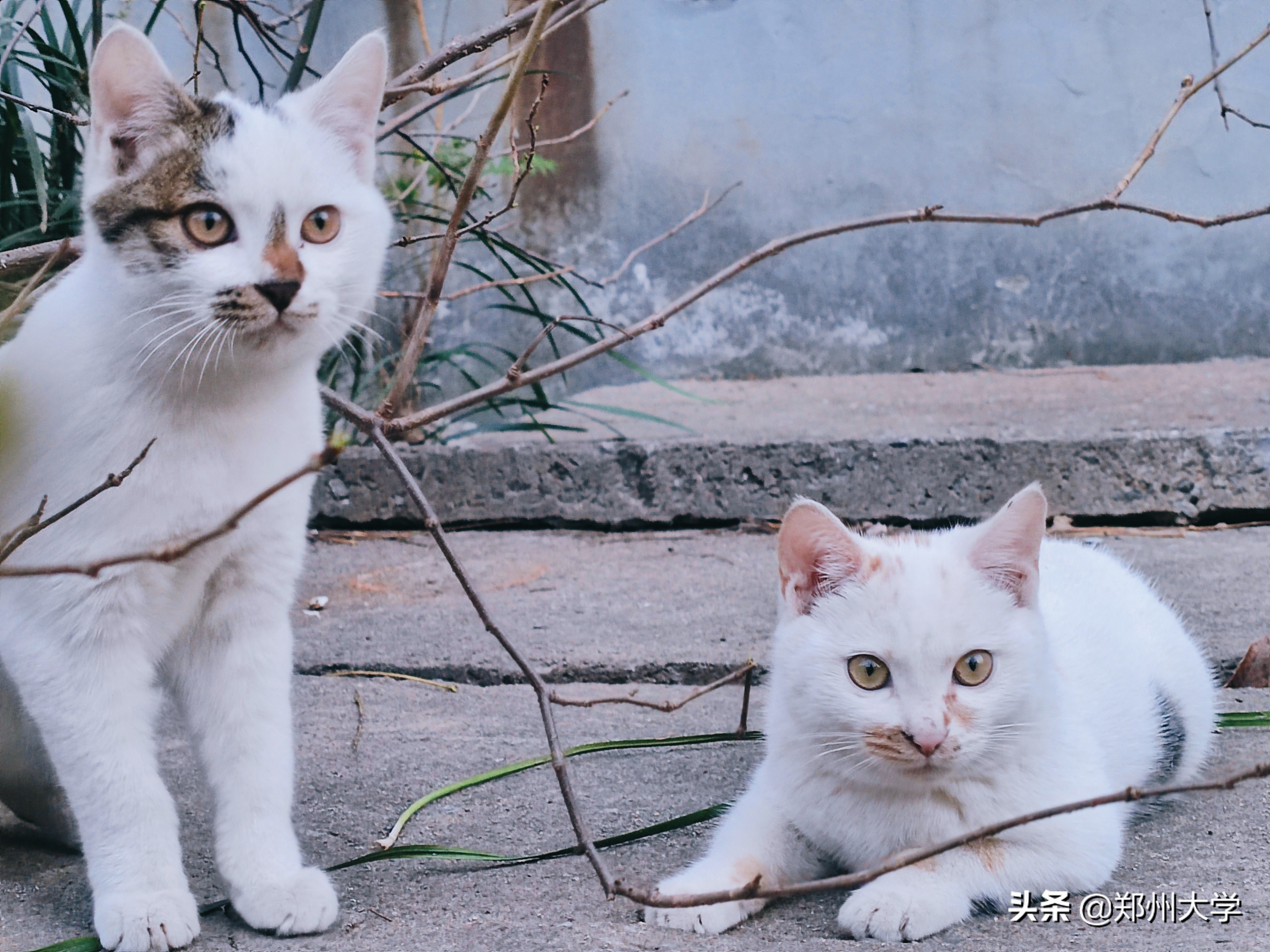 揭秘！郑州大学“校宠”的日常二三事