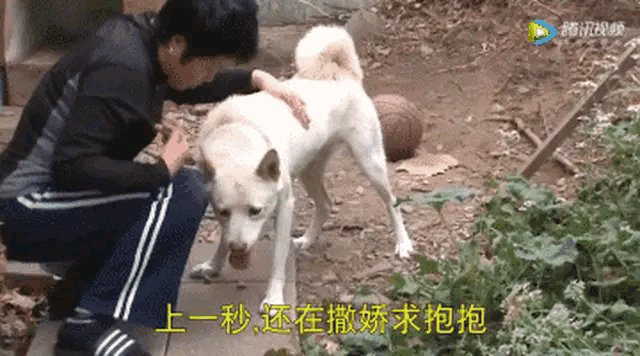 养狗时需要什么东西(养狗之后，有什么事是需要戒掉的养狗！！)
