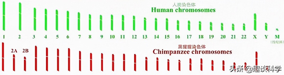 印度山羊产下“人脸”幼崽，是不祥之兆？还是人类种下的果？