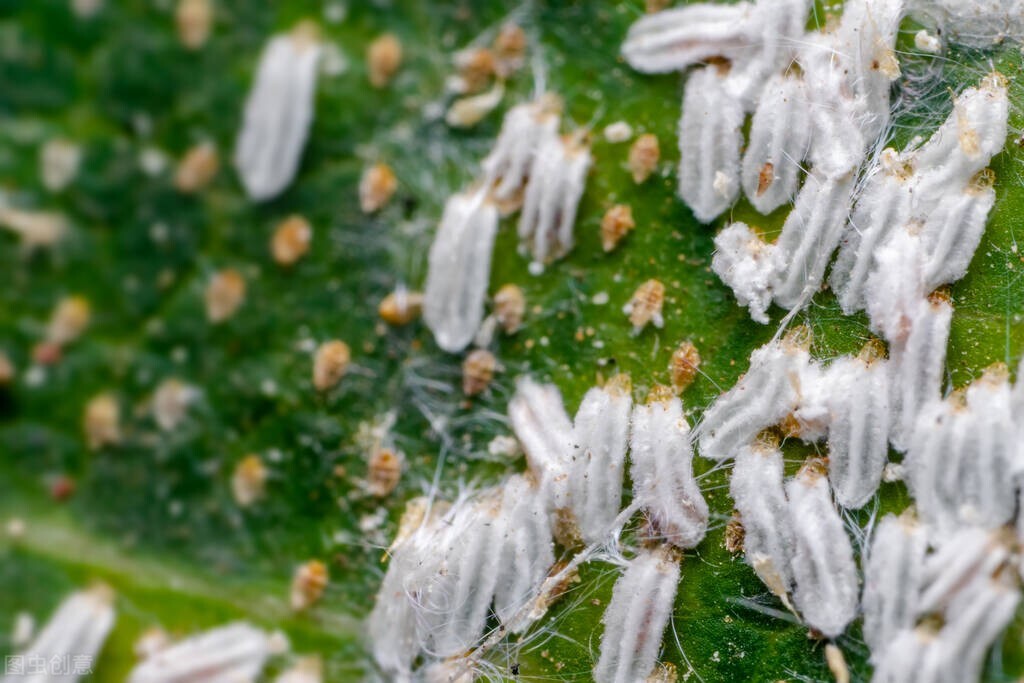 属于保幼激素类新型杀虫剂,具有内吸转移活性,低毒,持效期长,对烟粉虱