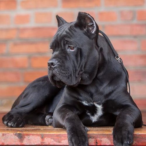 卡斯罗虽好,但终究躲不过这些"坑",难怪养的人少